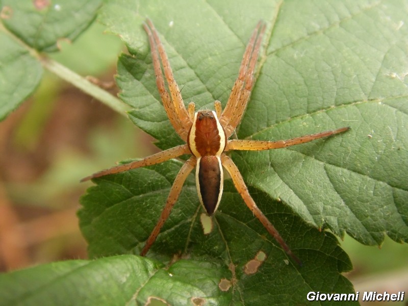 Serie di Araneae del Parco del Ticino